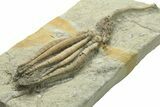 Fossil Crinoid Plate (Two Species) - Crawfordsville, Indiana #269730-3